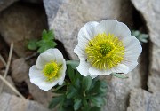 56 Ranuncolo glaciale ( Ranunculus glacialis)